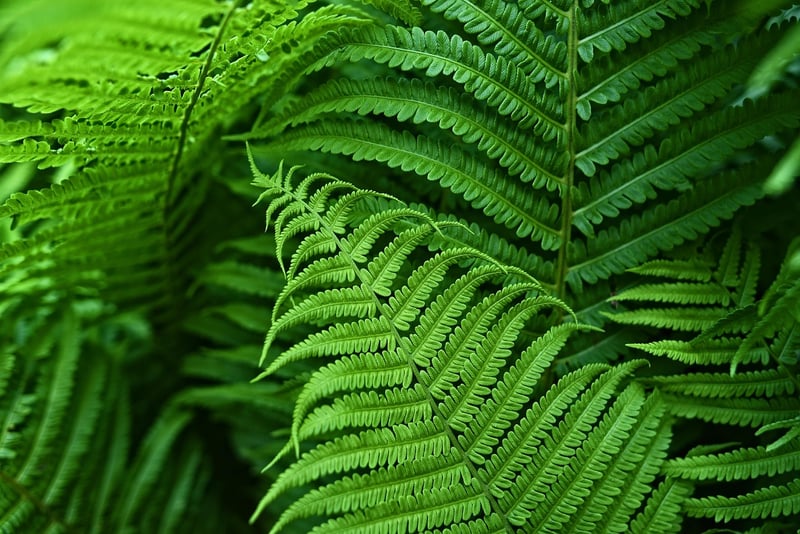 Plant Fertilizers