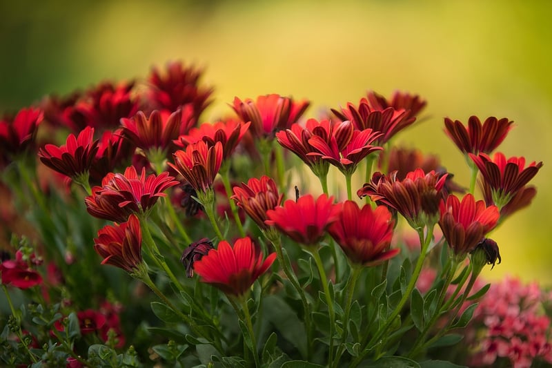 Gardening Image